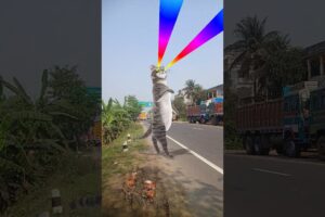 Cute puppies dance video#dogdance #catdance #shorts #cute#automobile #funny #trending