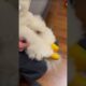 cute puppies are coming 🥰#bichonhavanese #cute #puppy #maltipoo #poodle #toypoodle #cutedog #癒し