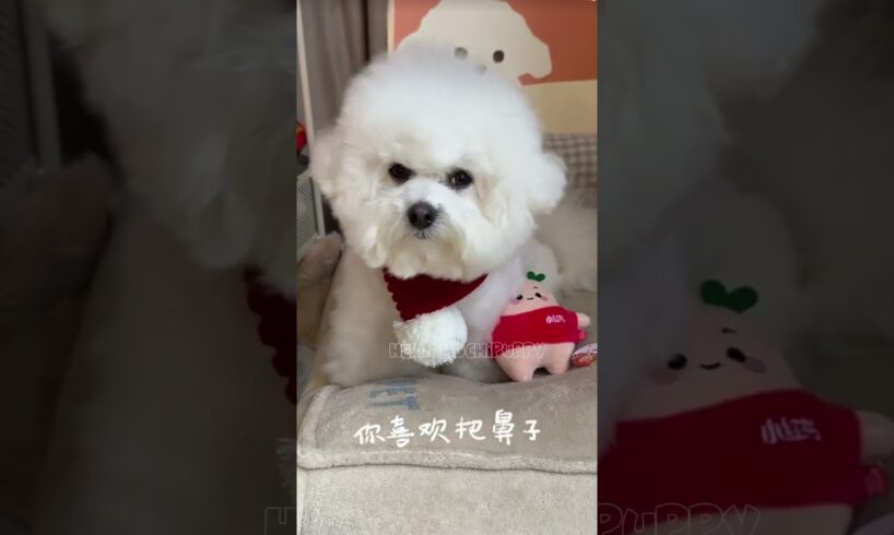 cute puppies funny moment cute overload ❤️#hellomochi #dog #bichon