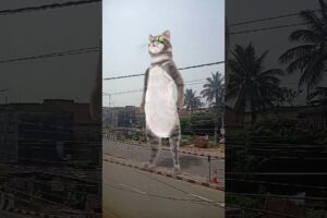 Cute puppies dance video#dogdance #catdance #shorts #cute#automobile #funny #trending