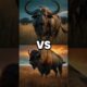 Wild Warriors - Animal Fights in the Wild Nature - Part 20 #animals #shorts #tiger #wildlife #lion