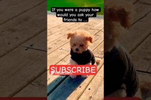 #please #fypシ゚viral #fypシ #shorts #cute #puppy #dog #pets #funny #pets #toypoodle #puppies #doglover