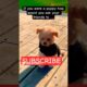 #please #fypシ゚viral #fypシ #shorts #cute #puppy #dog #pets #funny #pets #toypoodle #puppies #doglover