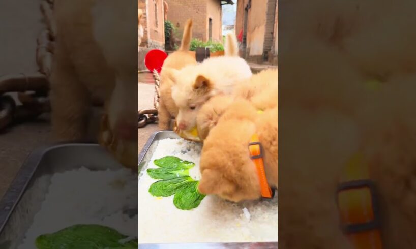 Cute puppies eating favourite food #cute #cuteanimal #cutepet #puppylife #puppies #viral #shorts