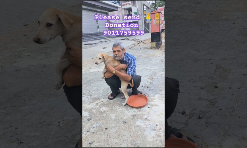 76 - cute puppies #kukur #doglover #kuttewalebabaji #anaya