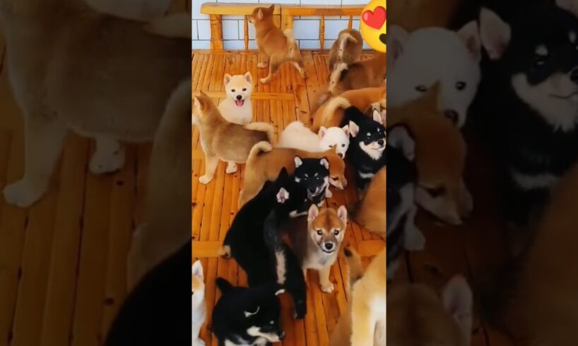 A Lot of Cute Puppies #cute #puppies #shorts