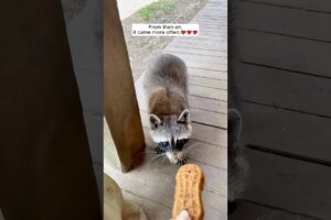 A baby raccoon accidentally got into a house and was lovingly adopted
