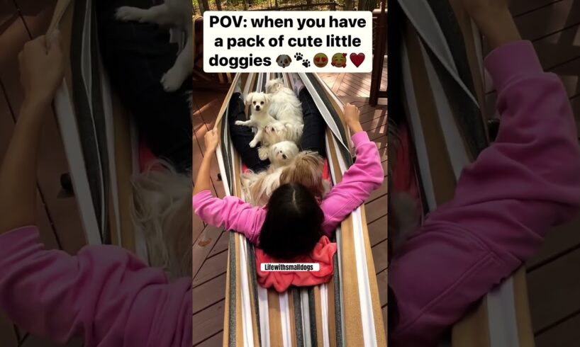 A bunch of cute puppies