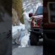A fox's heroic act saves a car driver from danger #dog #rescue #shorts
