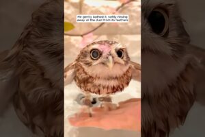 A kind-hearted man took in a baby owl and raised it with love