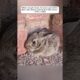 A man adopted a bunny that showed up on his doorstep