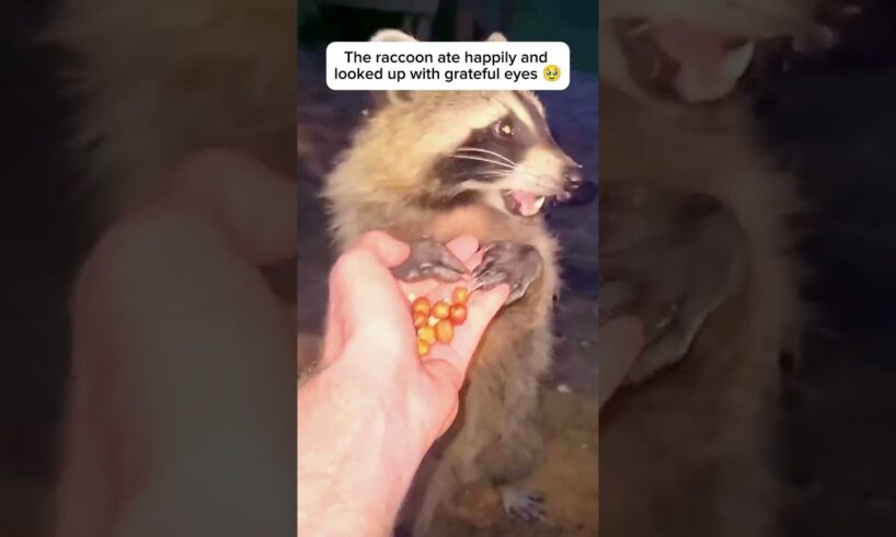 A raccoon second chance #animals #rescue #animalrescue #animalshorts