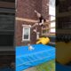 AMAZING trick with Dog! #dog #pet #cute #puppy #shorts