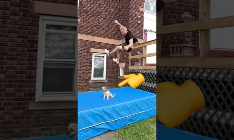 AMAZING trick with Dog! #dog #pet #cute #puppy #shorts