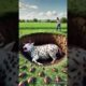 A_million_insects_covered_the_cow_😭_Rescue_team_saved_the_cow_#ai_#cow_#rescue animal videos#shorts_