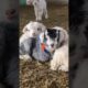 Adorable Baby Goats Playing Together   Instant Mood Boost! 🐑💕 #cutefarmanimal #animals #cute