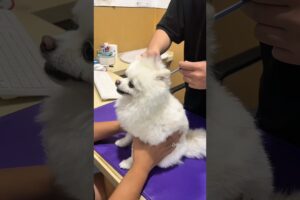 All puppies fear injections. #puppy #funny #dog #animals #cute #injection #fyp#shorts