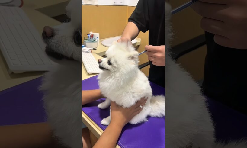 All puppies fear injections. #puppy #funny #dog #animals #cute #injection #fyp#shorts