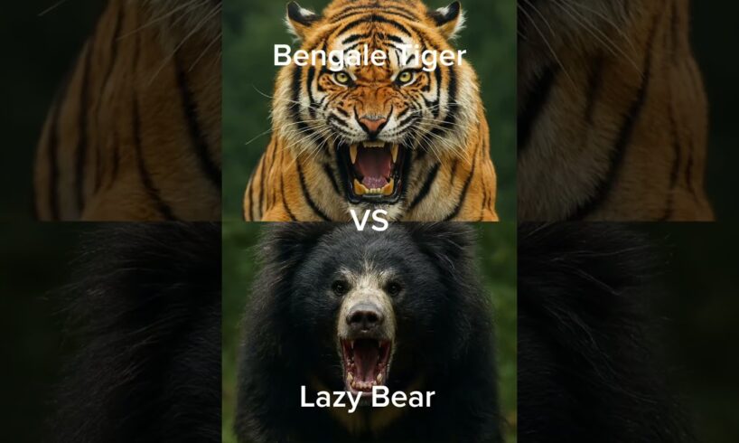 Animal Fights