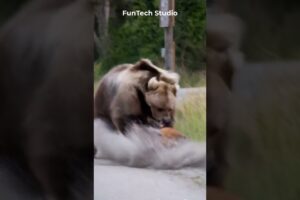 😱🔥Bear Vs Hyena brutal clash outside a forest check post #animals #animal #short #wildlife #bear