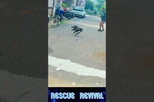 Best moment😲😱🫢 #dog catching #comedy #funny #funnymemes #shorts #shortsfeed #ytshorts