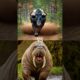 Black bull vs wild animals (leopard, bear, ram, fox, hyena) #blackbull #blackcow #wildanimals