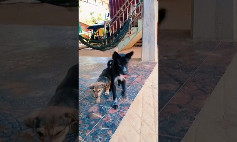 Black puppies 😍 #puppy #shortvideo