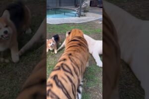 Brave Dog save Snowy from Kenzo 😳 #tiger #babycats #tigercat #babytigers #tigerfight #zoo #kenzo