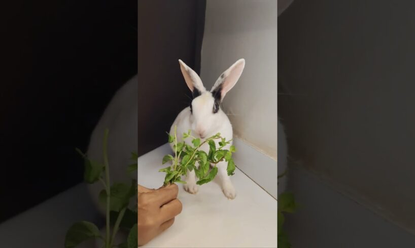 Bunny Tales | Playing With Mummy 🤗 #rabbit #animals #bunnylife #bunny #cutepet #pets #love