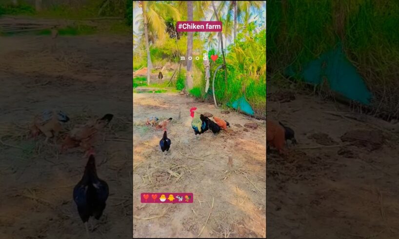 Chiken #trending #cow #babyanimal #chiken #love #animals #goat #organicfarming #play #viralvideo #yt