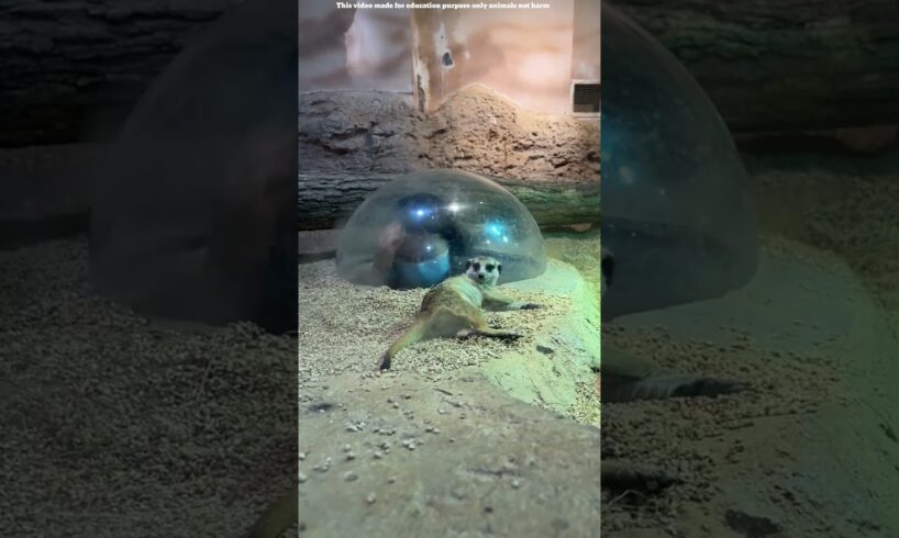 China zoo glass protect animals #shortsvideo