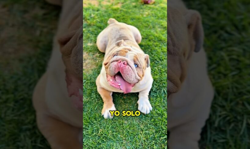 Cosas que pocos saben del Bulldog #dog #animals #pets #bulldogingles#amorperruno #amoamibulldog