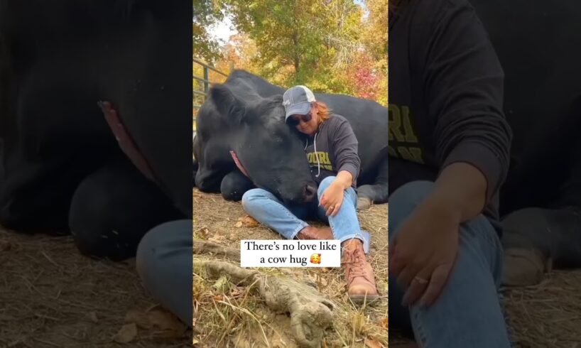 Cow Hugs Are Magical