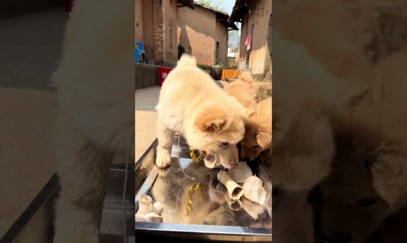 Cute Puppies making fool😂 #ai #cute #cuteanimal #puppies #puppyvideos #puppieslovers #pets #shorts