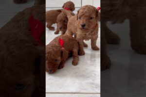 Cute Puppies on Floor @SCmusicstudio24