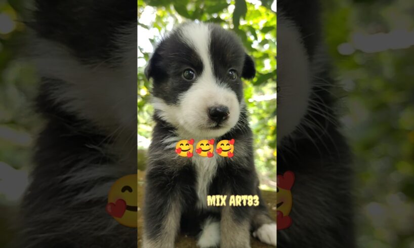 Cute Puppies 🥰🥰🥰 #pets #lovely #entertainment #shorts