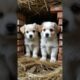 Cute Puppies🐶😚❤Part 180 #puppies​ #doglover​#pets​#dog​ #cuteanimals​ #shorts #shortsfeed  #sounddog