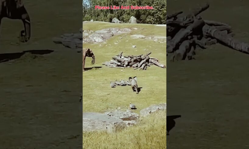 Cute baby Elephant Playing With Birds #shorts #elephant #animals  #lion