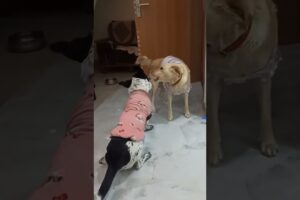 Cute puppies Cute Masti ❤️🥰#trending #doglover #doggielife #cuteanimal #puppyvideos #cutepet