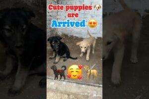 Cute puppies 🐶 are arrived in Zooland 😱😍 #azharfarming #viral #minivlogs #petslover