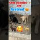 Cute puppies 🐶 are arrived in Zooland 😱😍 #azharfarming #viral #minivlogs #petslover