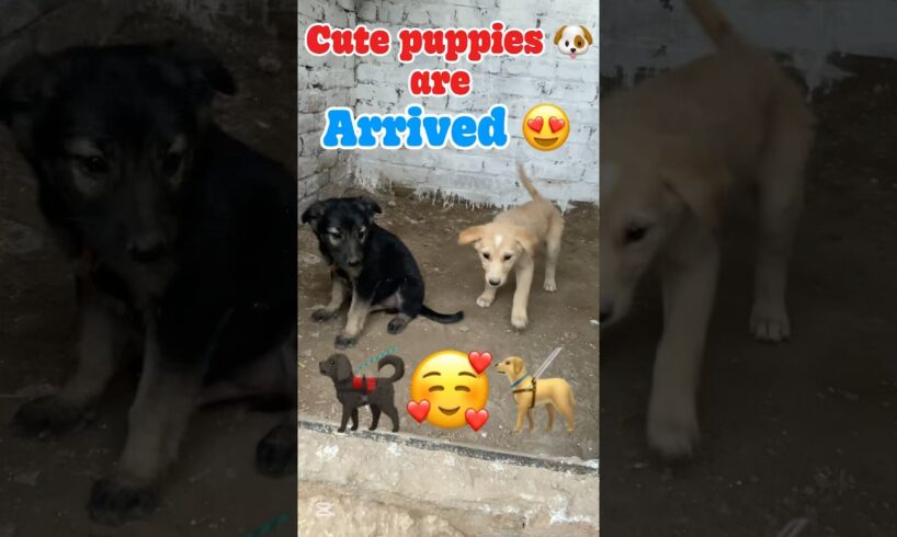Cute puppies 🐶 are arrived in Zooland 😱😍 #azharfarming #viral #minivlogs #petslover