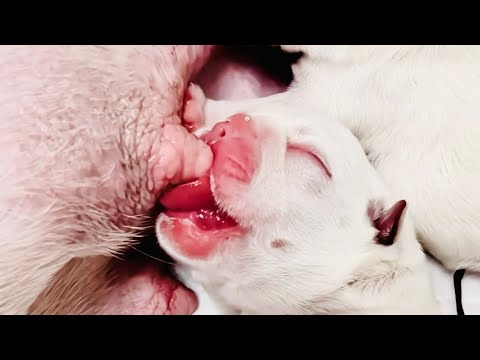 Cute puppies baby 😍 #puppyvideo #puppielove #cutepuppyvideos #cutepuppybaby #petpuppy #cutestpuppy