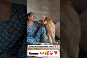 Cute puppies ❣️❤️🩹🐶 #dogbreed #goldenretriever #youtube #like #subcribe #subscribers #subscribe #yt