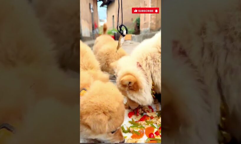 Cute puppies eating favourite food #cute #cuteanimal #cutepet #puppylife #puppies #viral #shorts