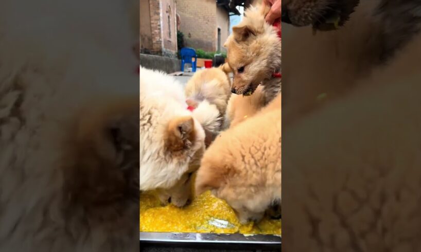 Cute puppies eating favourite food#shorts#cute #cuteanimal #funny #cutepet #puppylife #puppies#viral