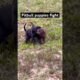 Cute puppies fight 🔥 || #shorts #viralshorts #trendingshorts