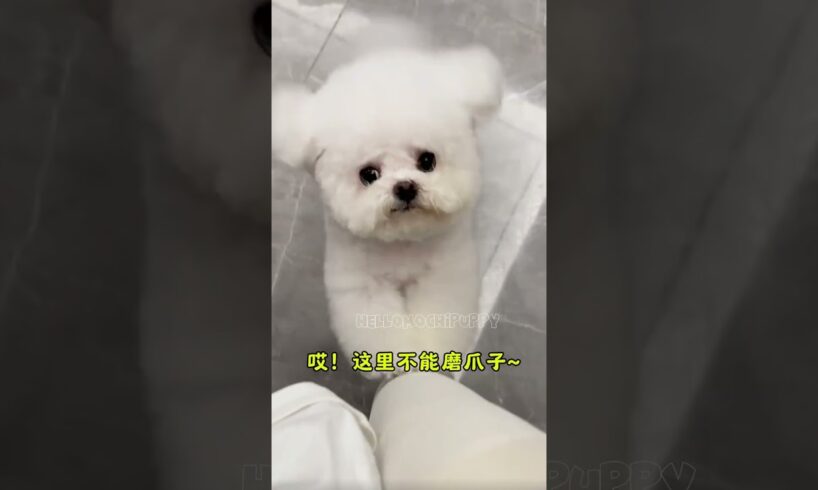 Cute puppies happy puppies🥰#dog #bichon #bichonhavanesed #maltipoo #poodle #puppy #cutedog