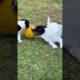 Cute puppies playing #dog #cute #doglover #pets #play #trending #viralshort #shorts