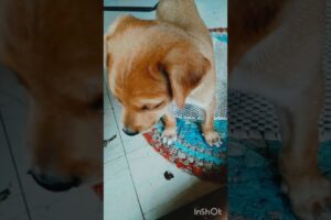 Cute puppies🐶 playing mood🥰🩷🩷🩷#edit #videoshort #